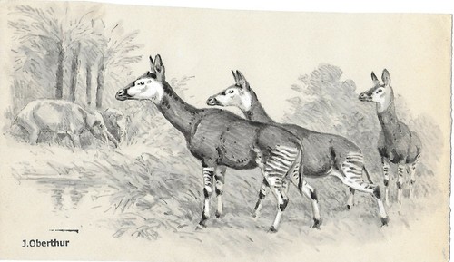 Joseph oberthur helladotherium - oberthur,