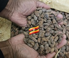 fèves de caco bio et crues de