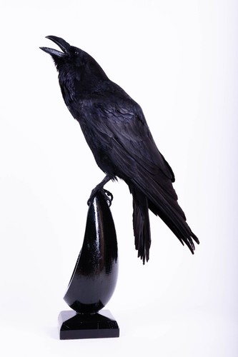 Taxidermy carrion crow - taxidermy,
