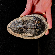 Grand Trilobite Hollardops