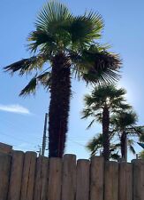 3 plants de palmier trachycarpus 