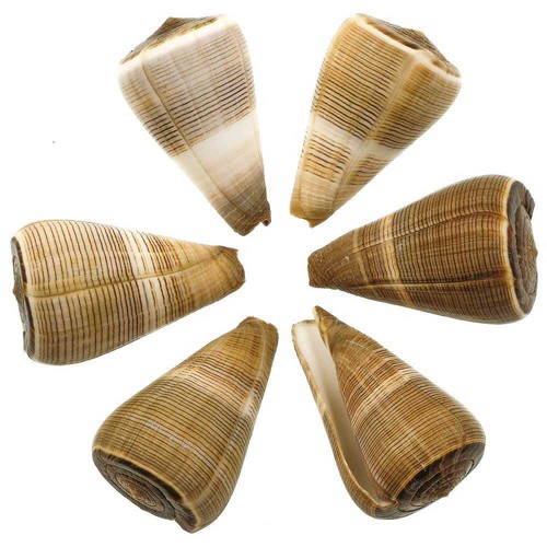 Coquillage conus figulinus - ,