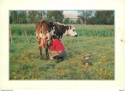 Carte postale animaux - postale,