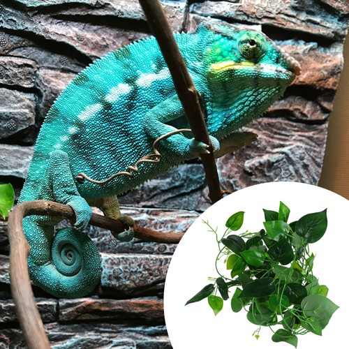 Décoration terrarium - ,