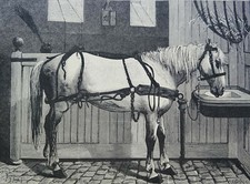 CHEVAL en harnachement dans le