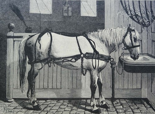 Cheval harnachement dans - cheval,