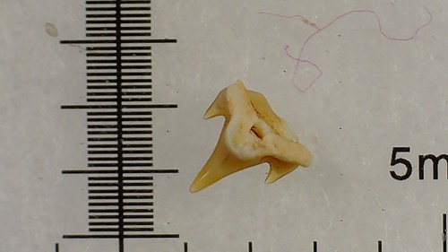 Shark tooth requin - shark,