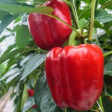 20 Graines - Poivron California Wonder (Rouge) - Semences Paysannes - BIO