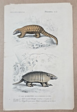 Gravure coloriée Quadrupède