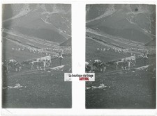 Troupeaux vaches, Alpes