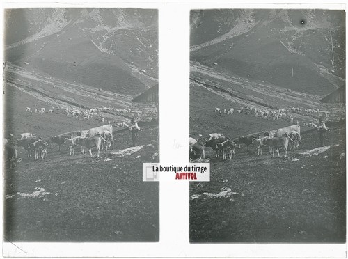 Troupeaux vaches alpes - troupeaux,
