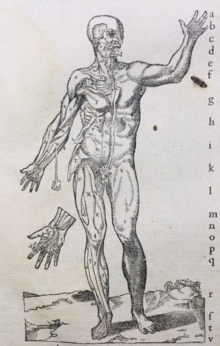 Rare 1585 figure anatomique - rare,