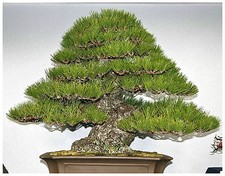 10 graines de Pinus Thunbergii