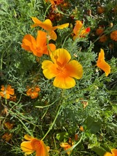 Sachet XXL de 100 graines d’Eschscholtzia – Fleurs annuelles lumineuses