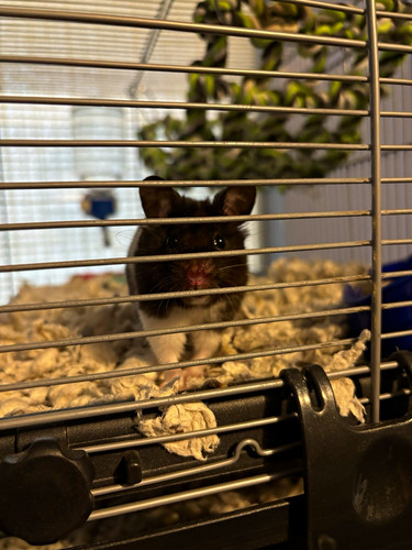 Syrian hamster need a - in,