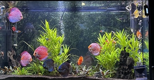 Aquarium 110gallons