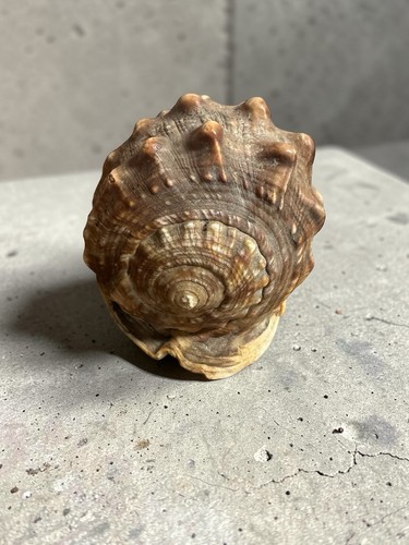 Grand coquillage déco naturel