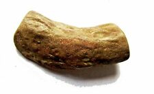 Branche de pin pétrifiée