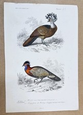 Gravure coloriée Oiseaux : Grand Hocco - Tragopan de Hastings. 1861