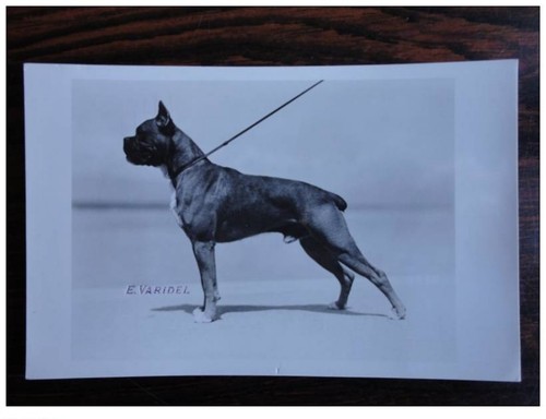 Photo animaux chien de - cp,