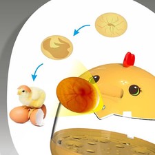 automatique d'œufs avec