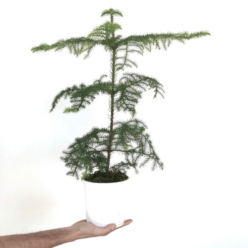 Araucaria heterophylla 21cm - ,