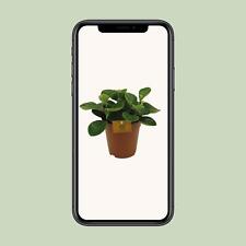 Peperomia Red Canyon - Ø15cm