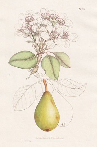 Pyrus communis poire birnen - poire,