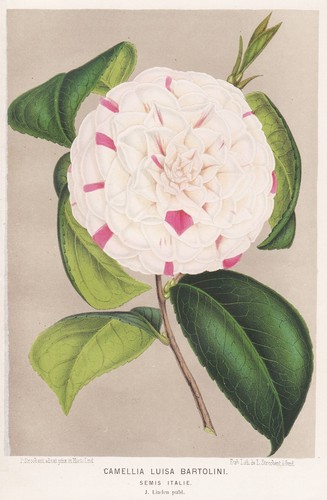 Camélia luisa bartolini - luisa,