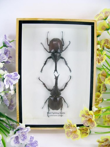 Thai figthing beetle - thai,
