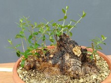 Bonsaï olivier 17 x 25 cm en