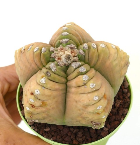 Astrophytum myriostigma light - astrophytum,