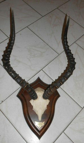 Trophée massacre chasse objet - massacre,