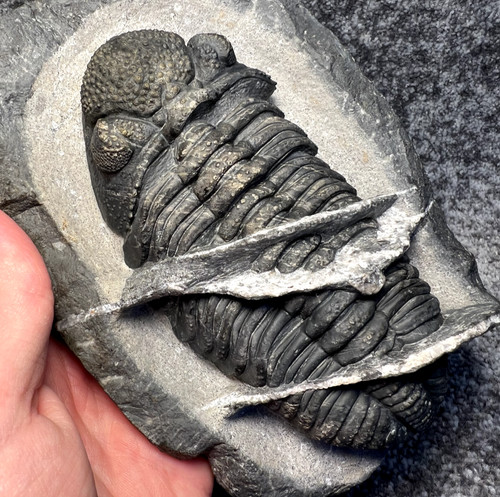 Drotops megalomanicus