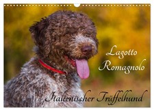 Lagotto Romagnolo - Chien truffier italien (Calendrier mural 2026 DIN A3 horizon