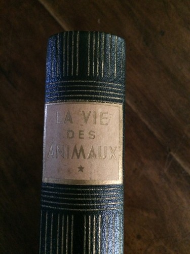 Vie des animaux léon - vie,