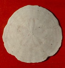 OURSIN FOSSILE MIOCÈNE DE