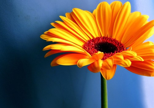 Impression sur toile floral - sur,