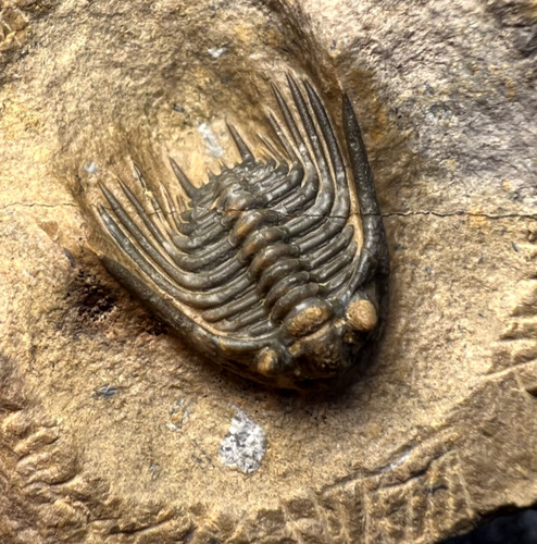 Leonaspis trilobite fossil - leonaspis,