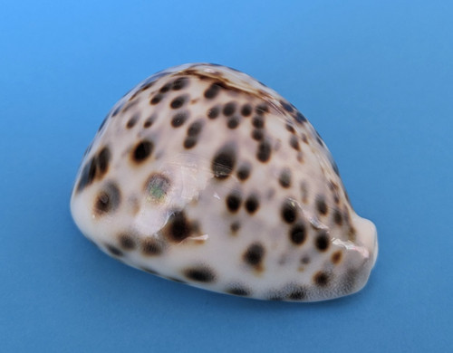 Cypraea tigris mm gem - cypraea, 76,6