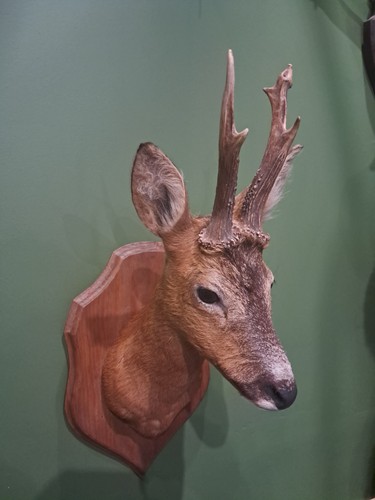 Taxidermie chevreuil tête - de,