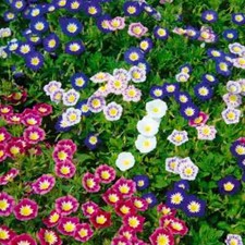 Belle de Nuit variés mix 20 GRAINES