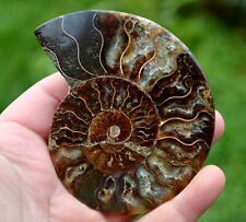 Ammonite - Aioloceras Besairie