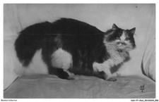 ASHP7-0379-CHAT - CHAT PERSAN TRICOLORE