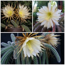 30 graines de Selenicereus validus, plantes grasses, cactus seeds, F