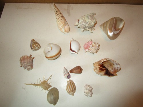 Lot coquillages coquille - de, coquillages: