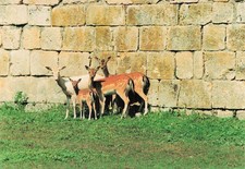 68 LUCELLE LES BICHES AU FOND