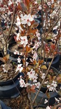 Prunus x cistena / Prunier des