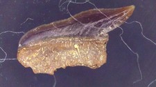 SHARK TOOTH REQUIN -