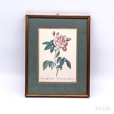 Vintage Pierre-Joseph Redoute